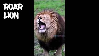 IL RUGGITO DEL LEONE ROAR LION  suoni animali [upl. by Whatley]