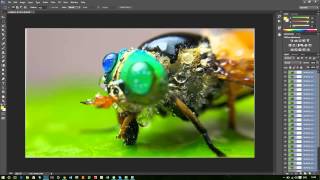 FOCUS STACKING Macro Tutorial [upl. by Merete16]