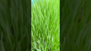 wheatgrassjuice wheatgrassbenefits wheatgrass [upl. by Lemuelah]