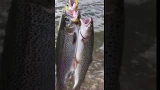 Mystic Lake Montana Fishing [upl. by Shari517]