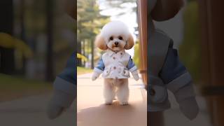 Dog Dance Video ❤️  shorts usa [upl. by Berstine834]