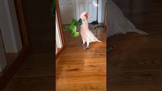 Down the stairs Dino 🤣🦖 barneythewestcoastcockatoo [upl. by Moser]