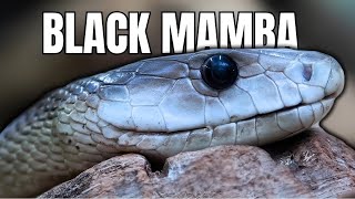 The Black Mamba Unveiling the World’s Most Lethal Snake [upl. by Neivad]