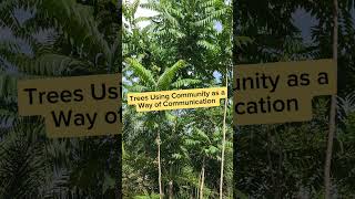 Forest Community Networks How Trees Communicate Together 🌳🌐 [upl. by Attah822]