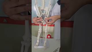 Limbs Skeleton Model Presentation  education skeleton [upl. by Leimad]