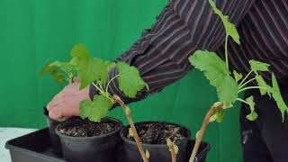 Taking Blackcurrant Cuttings [upl. by Nhepets615]