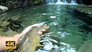 Pesca alla trota in torrente  LAppennino bolognese [upl. by Emina]