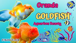 quotOranda Goldfish Elegance in the Aquarium 🌟🐠quot [upl. by Ahcmis881]