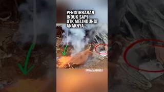 Api pun Tak Bisa Menghentikan Cinta Induk Sapi [upl. by Anilrats]