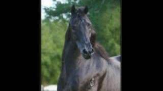 Equine Photography By Cheri Prill Paso Fino Horses [upl. by Azmah791]