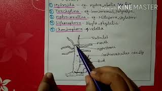 Phylum coelenterata characters and classification [upl. by Anitsirhk]