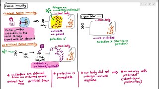 1110 Passive Immunity Cambridge AS A Level Biology 9700 [upl. by Trixie]