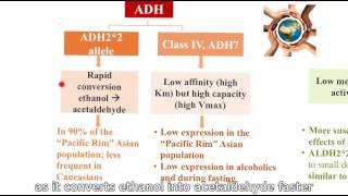 21 Genetic variability ADH e ALDH [upl. by Ahsiemal]