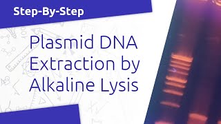 Extracting Plasmid DNA by the Alkaline Lysis Method BIOL310 [upl. by Balliett391]