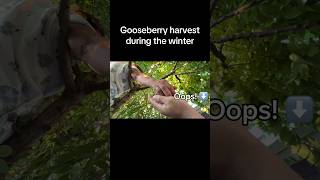 Gooseberry harvest this morning gardening gooseberry harvest winterharvest [upl. by Bamford838]