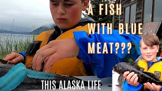 CATCHING AND EATING A FISH WITH BLUE MEAT  THIS ALASKA LIFE  ROCK FISHING IN SELDOVIA ALASKA [upl. by Matthaeus]