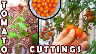 How to plant Tomato cutting Faster than grow tomatoes from seed seeds planting growing germinate [upl. by Duwad317]