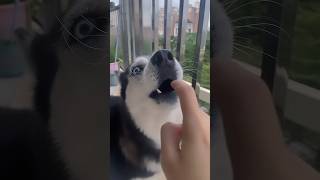 Drama husky compilation animal funny dog husky dogs doglover funnyvideo [upl. by Nanny]