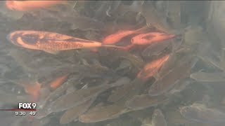 Thousands of goldfish invading inlet of Chaska Minn lake [upl. by Eigna]