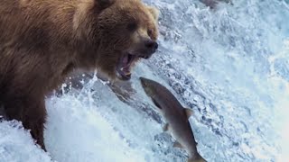 Grizzly Bears Catching Salmon  Natures Great Events  BBC Earth [upl. by Nauht]