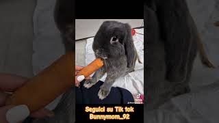 Carota 🥕 coniglio bunny coniglietto arietenano cute rabbito pets like youtubeshorts [upl. by Alejo]