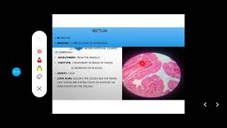 Histology Slides Series Episode 11  Histology of the Large Intestine Colon Appendix Rectum [upl. by Ennoved]