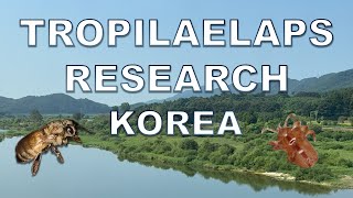 Update 4 Researching Tropilaelaps in Korea [upl. by Molly]