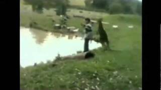 Kangaroo kicks man into water [upl. by Sarat]