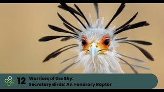 Secretary birds An Honorary Raptor [upl. by Llenol]