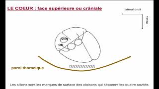 5  Morphologie Externe du Coeur [upl. by Ecnarepmet]