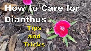 How to Care for Dianthus  Planting Dianthus  Dianthus Tips and Tricks  Dianthus Annual Perennial [upl. by Dickenson]