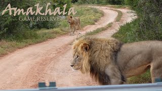 Day trip game drive to Hlosi Game Lodge in the Amakhala Game Reserve [upl. by Nodgnal184]