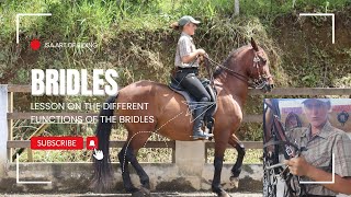 Understanding Horse Bridles Snaffle Cavesson and Curb Explained [upl. by Mosier111]