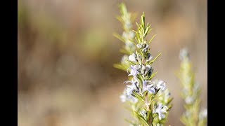 Rosemary essential oil how to prepare it at home and its incredible benefits [upl. by Antonino450]