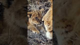 The Lion Cub Was Bounced By Surprise From His Lion Father SOUND OF SAFARI [upl. by Ynney]