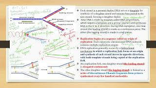 DNA Replication in Prokaryotes II NEETIIclass XIIshortsyoutubeshorts [upl. by Delinda991]