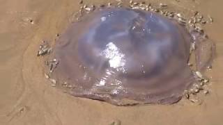 Sea Snails Eating Jellyfish at Hersham Beach South Africa [upl. by Merrili]