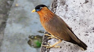 Colourful Starling bird unique nature wonder bird birdslover beautiful [upl. by Anirol]