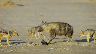 Jackal Pack vs Hyena Food Fight  4K UHD  Seven Worlds One Planet  BBC Earth [upl. by Ybhsa971]