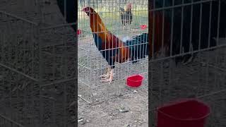 Así o más finos gallos gallosblancos rooster fvpシ [upl. by Fanny951]