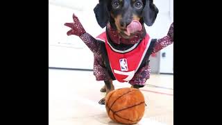 Crusoe the Dachshund Plays for the Raptors Basketball Team [upl. by Celka]