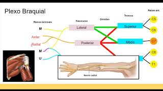 Anatomia dos Plexos Nervosos [upl. by Eiramik799]