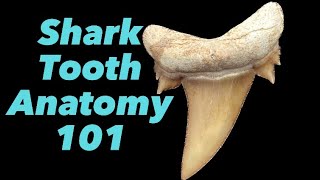 Shark Tooth Anatomy 101 [upl. by Lejna680]