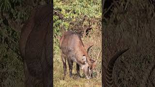 Waterbuck in Kenya shorts [upl. by Dric523]