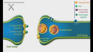 Cholinergic Agonists and Antagonists animation video [upl. by Stutman]