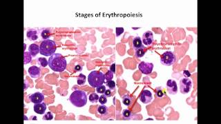 Hematopoiesisidentification of cells [upl. by Weissman]