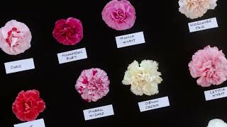 How to grow Dianthus with Calamazag Nursery  Master Growers  The RHS [upl. by Annaeirb366]