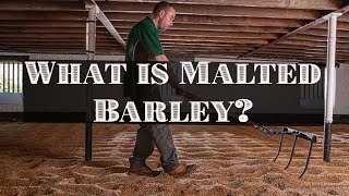 What is Malted Barley And Why Is It Used in Bourbon [upl. by Whiffen]