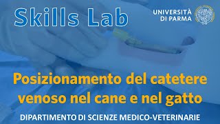 Posizionamento del catetere venoso nel cane e nel gatto  Skills Lab UNIPR [upl. by Thorlie]