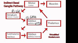 Basal Ganglia Indirect Pathway [upl. by Ursuline]